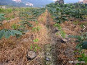 超强除草剂，比百草枯更高效，除草快、死草彻底、持效期长